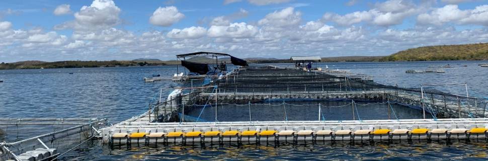 Programas de Gestão Sanitária na piscicultura refletem na produção