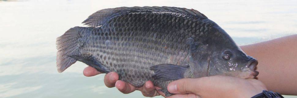 Desenvolvidas novas tecnologias para cultivo de tilápia e algas