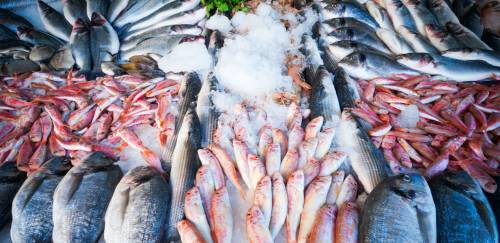 Quais os tipos de certificações de pescado no Brasil?