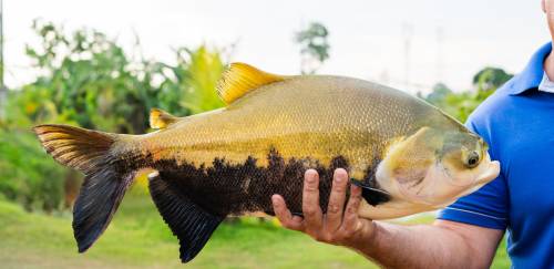 Mostra gastronômica traz tambaqui de Rondônia para São Paulo