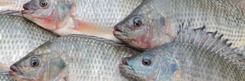 Audiência vai debater isenção do PIS/Cofins da ração para aquicultura