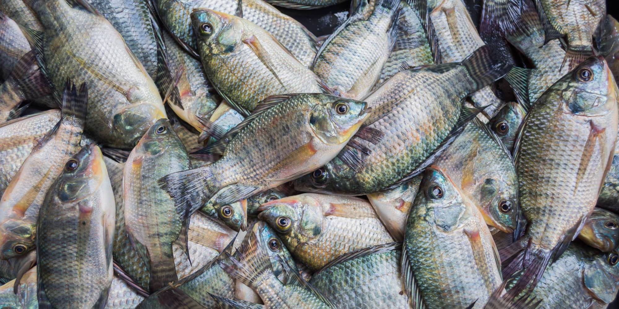 MPA emite nota de esclarecimento sobre importação de tilápia do Vietnã