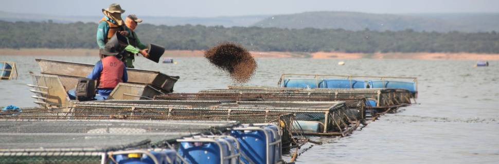 Produção de ração no Brasil cresce 1,84% com impulso da aquicultura