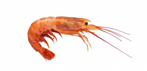 Camarão da Argentina: Uma novela brasileira Camarão da Argentina: Uma novela brasileira