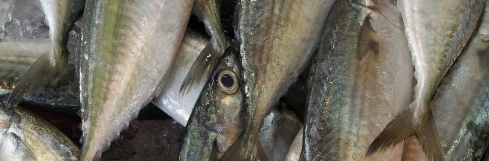 PAC: fazer o certo porque é certo ou porque somos obrigados por lei?