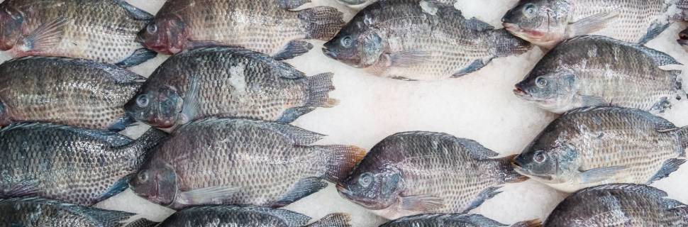 Valores da tilápia têm outra queda ligeira no mês, conforme Cepea