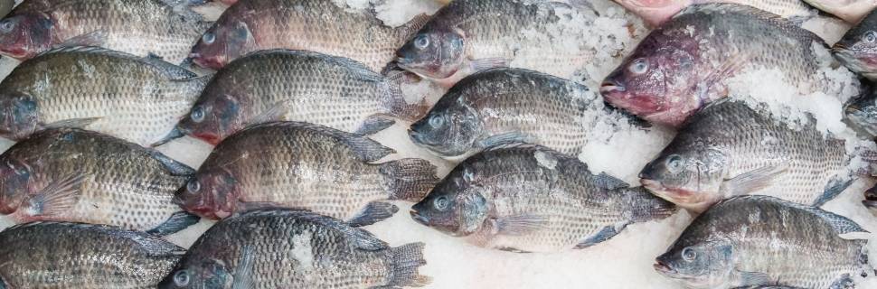 Importações de tilápia do Vietnã repercutem e preocupam produtores 