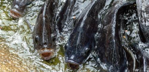 Mais um ano da tilápia: produção da espécie cresce 12,5% em 2020 Mais um ano da tilápia: produção da espécie cresce 12,5% em 2020