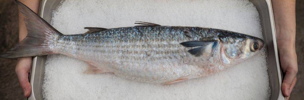 MPA e MMA definem as regras e cotas para a pesca da tainha em 2025