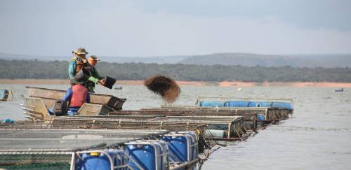 Produção de ração no Brasil cresce 1,84% com impulso da aquicultura