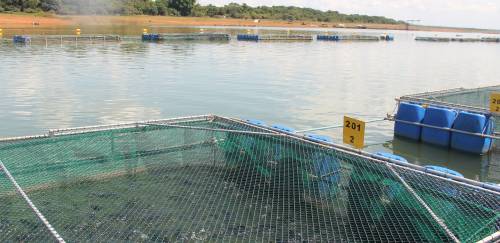 PPM 2024: Piscicultura brasileira salta 10,3% em 2024