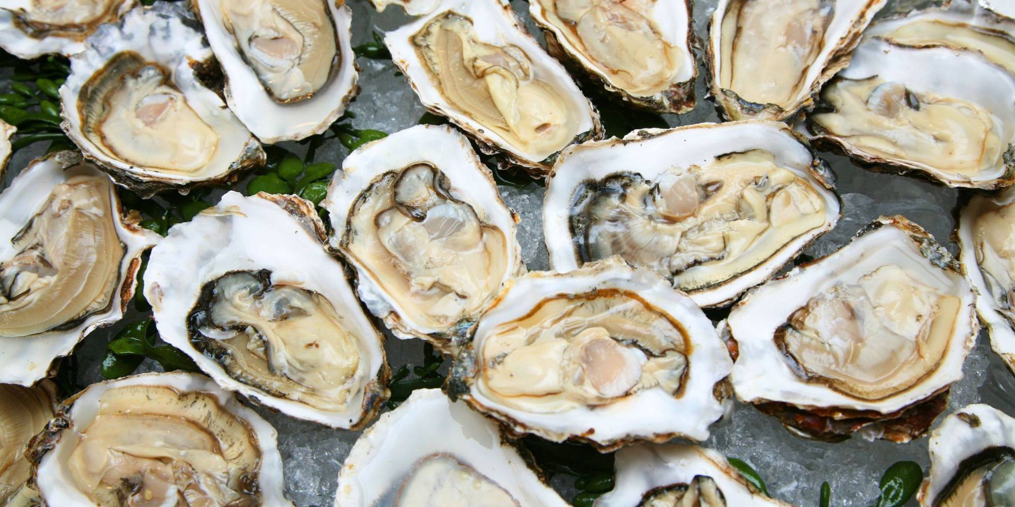 Malacocultura nordestina ganha impulso com pesquisa e inovação