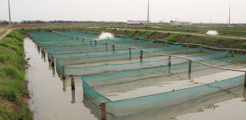São Paulo intensifica monitoramento na tilapicultura