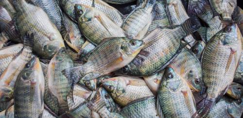 Lei paraguaia avança sobre cultivo de tilápia em Itaipu Lei paraguaia avança sobre cultivo de tilápia em Itaipu