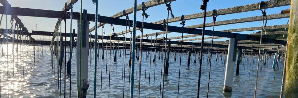 A superpotência da maricultura