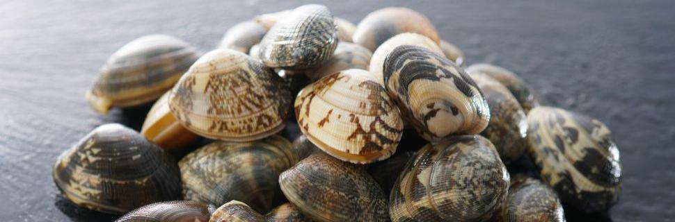 >Avanço no cultivo de moluscos no NE: o objetivo do Projeto Sacuritá Avanço no cultivo de moluscos no NE: o objetivo do Projeto Sacuritá