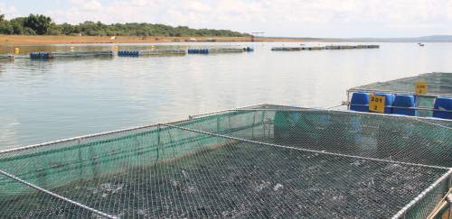 Anuário PeixeBR: Piscicultura segue em expansão e soma 968,7 mil t Anuário PeixeBR: Piscicultura segue em expansão e soma 968,7 mil t