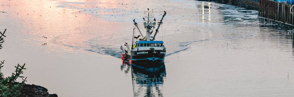 Peixes Selvagens do Alasca: marketing para consumo o ano todo