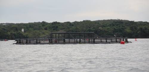 Tilabras poderá triplicar sua produção de tilápia com fundo europeu