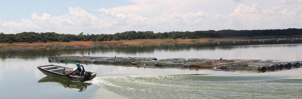 Bem-estar animal: produção de tilápia recebe Norma inédita Bem-estar animal: produção de tilápia recebe Norma inédita