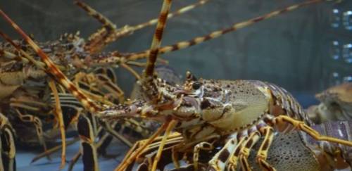  Um olhar realista para o cenário atual e o futuro da pesca da Lagosta