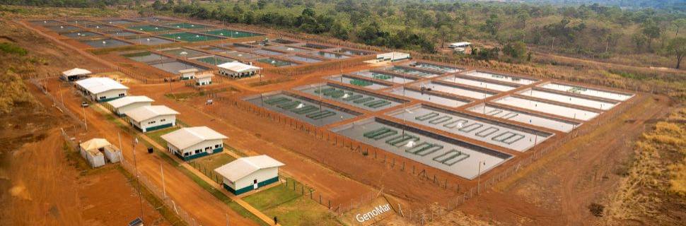 Crescer, produzir e resistir: a nova linha da GenoMar Genetics   