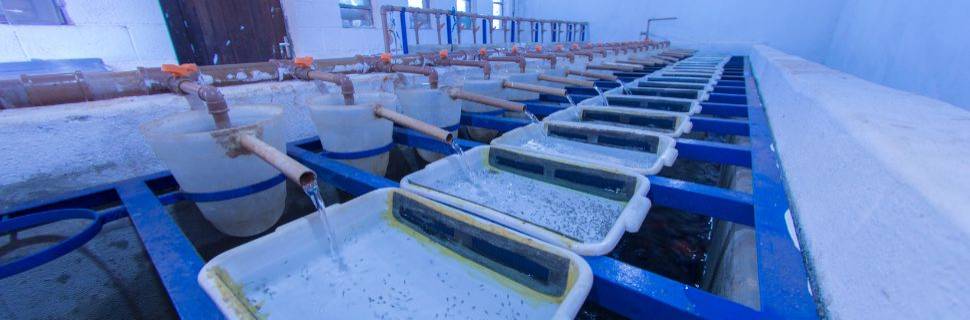 Como a genética está revolucionando a indústria aquícola nacional