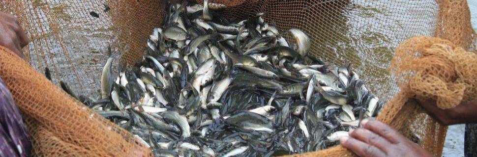 Aquicultura em pauta: CNA discute ações para o setor em 2025 