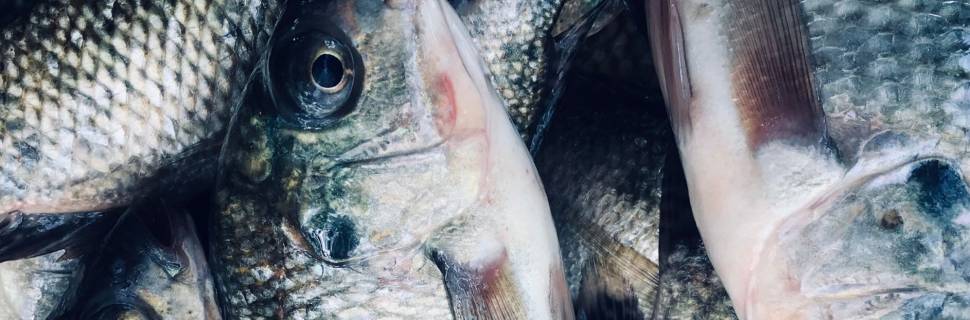 Governo de MG endurece regras tributárias para tilápia do exterior