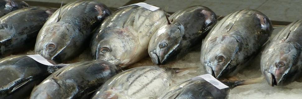 Aumenta a demanda global de atum em lata