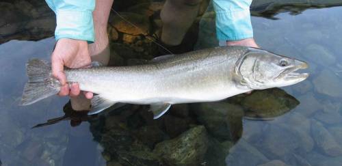Estudo do IPesca SP encurta criação de alevinos de salmão no Brasil Estudo do IPesca SP encurta criação de alevinos de salmão no Brasil
