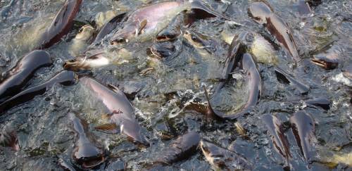 Paraná salta 11,5% e segue líder dos peixes de cultivo no Brasil