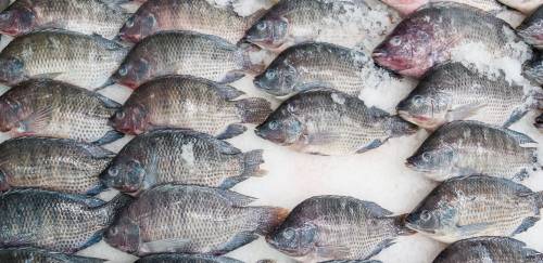 Tilápia: Norte do PR registra maior média do kg paga ao produtor