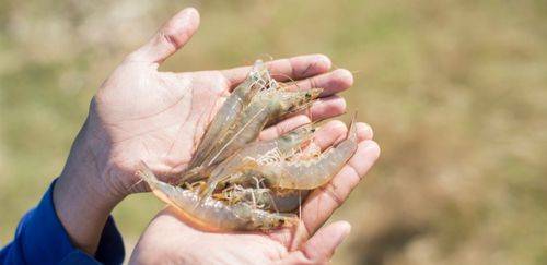 RN quer formalizar 150 novos produtores de camarão até 2026