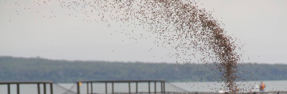 Produção de ração para aquicultura crescerá aproximadamente 7% em 2021