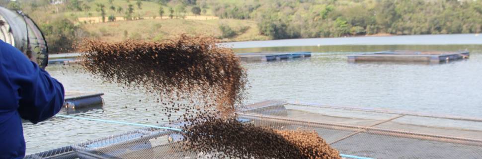 Produção global de ração cresce, mas aquicultura ainda recua