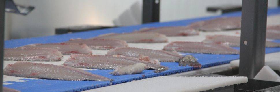 Setor de pescado pede crédito emergencial após tarifa dos EUA