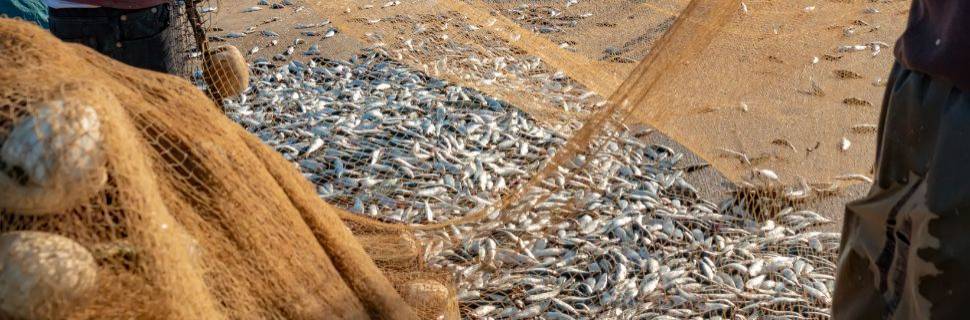 Metais pesados em pescado extrativo: riscos e estratégias para a saúde