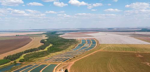Anuário PeixeBR 2023: peixes nativos avançam 1,8% Anuário PeixeBR 2023: peixes nativos avançam 1,8%