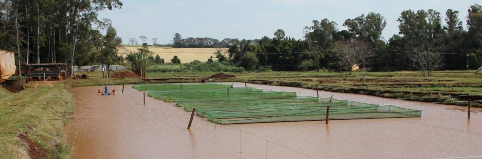 >Produção de ração para aquicultura deve crescer 5,2% em 2022 Produção de ração para aquicultura deve crescer 5,2% em 2022