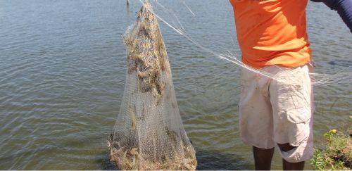 Já ouviu falar de “Condomínio de Camarão”? Conheça o da Alagamar no CE Já ouviu falar de “Condomínio de Camarão”? Conheça o da Alagamar no CE