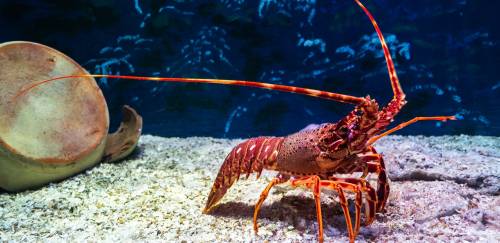 Na corda bamba, safra da lagosta será novamente sem limite de capturas Na corda bamba, safra da lagosta será novamente sem limite de capturas