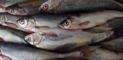 MPA e MMA definem cotas para a safra da tainha 2026