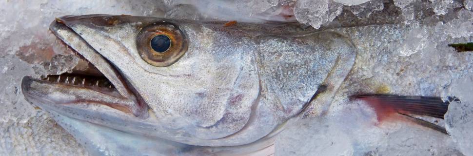 Merluza: entidades unem forças para destravar RAI com base técnica