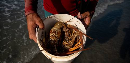 A safra da lagosta em 2024: diferente, mas igual A safra da lagosta em 2024: diferente, mas igual