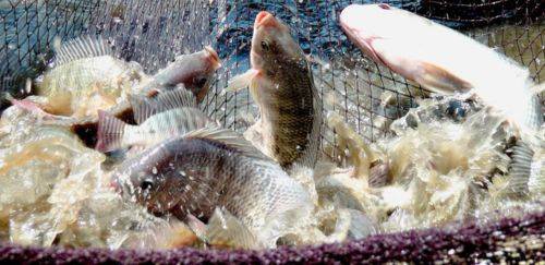 Procedência o que é bom: os diferenciais do Selo Arte à aquicultura