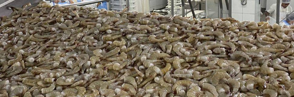 Defeso de camarão e lagosta: os impactos regulatórios na indústria