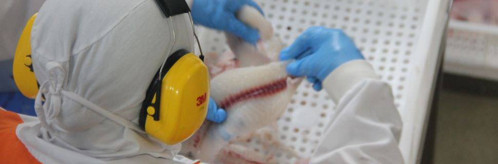 Auditoria da UE pode reabrir mercado ao pescado brasileiro em 2026