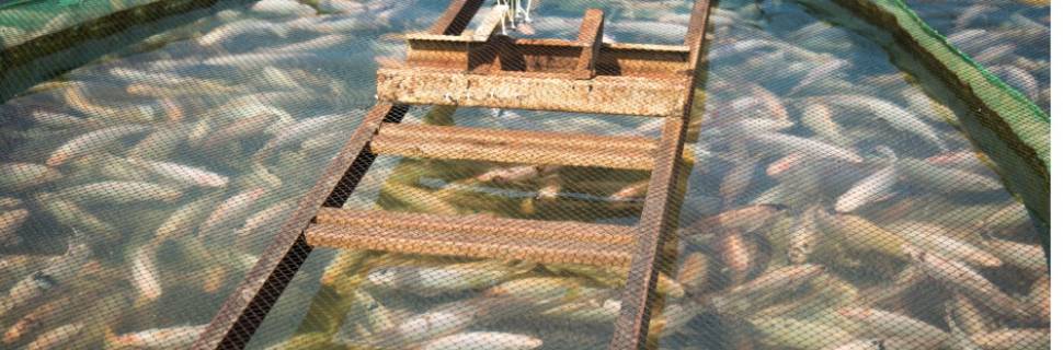 >Presence com nova linha sazonal de ração para tilápia Presence com nova linha sazonal de ração para tilápia