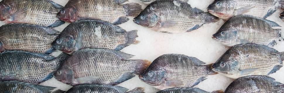 Valores da tilápia estabilizam na primeira semana de maio